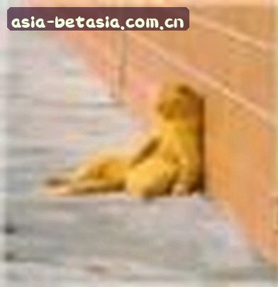 吴涛